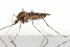 moustique-infestation-algo3d-pestcontrol