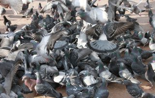 lutte contre les pigeons dépigeonnisation anti pigeon algo3d paris, 75, val de marne, 94, seine et marne 77, yvelines,78,essonne ,91, hauts de seine, 92, seine aint denis, 93, val d'oise 95
