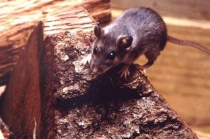 dératisation désinsectisation extermination de rats se débarasser des rats lutte contre les nuisibles algo3d val de marne