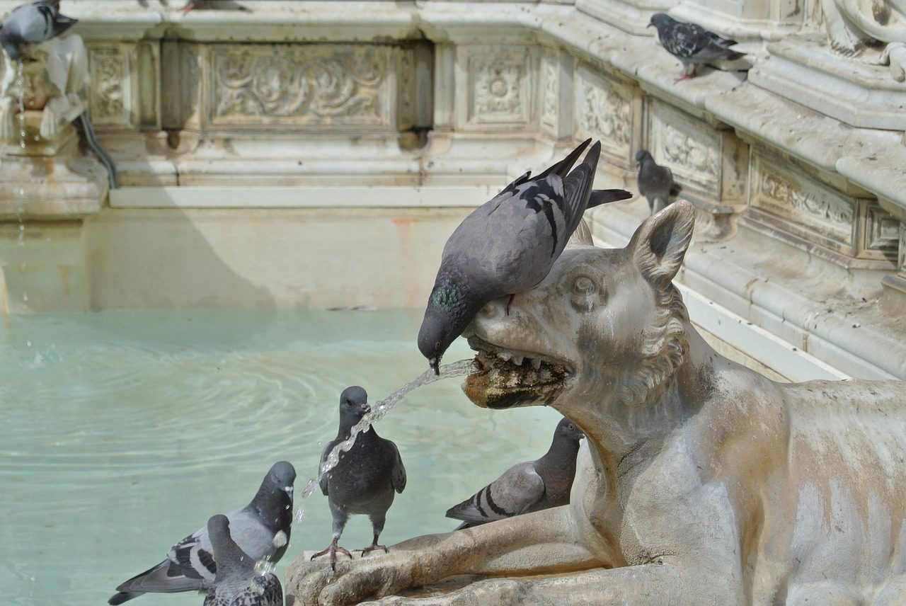 Pigeons sur des statues