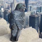 se débarrasser des pigeons,dépigeonnisation, anti pigeons anti oisaeux nuisibles algo3d