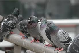 dépigeonnage algo3d spécialisée dans la dépigeonnisation lutte contre les pigeons 91, 92, 93, 94, 95, 77, 78, 75, pari