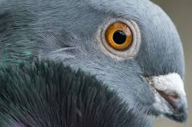 dépigeonnage algo3d spécialisée dans la dépigeonnisation lutte contre les pigeons 91, 92, 93, 94, 95, 77, 78, 75, pari