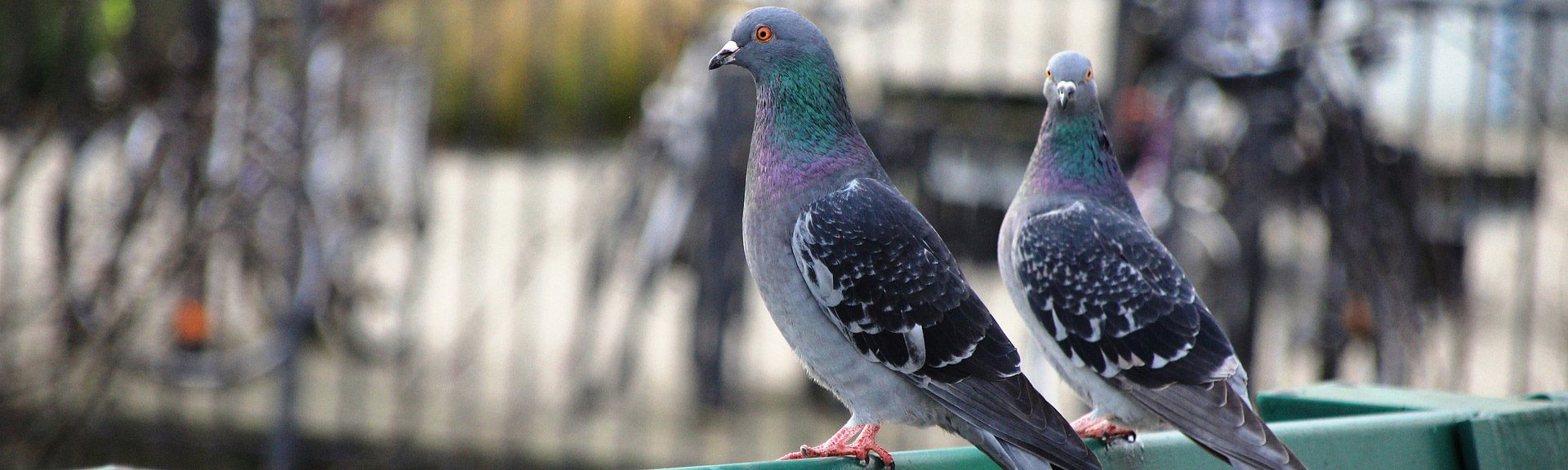 Faire fuir les pigeons : solutions anti-pigeon