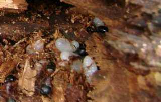 traitement préventif cafards blattes désinsectisation lutte contre les nuisibles algo3d