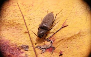 traitement préventif cafards blattes désinsectisation lutte contre les nuisibles algo3d