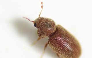 société de lutte contre les nuisibles algo3d désinsectisation. detection de punaises de lit