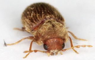 société de désinsectisation algo3d val de marne lutte contre les nuisibles