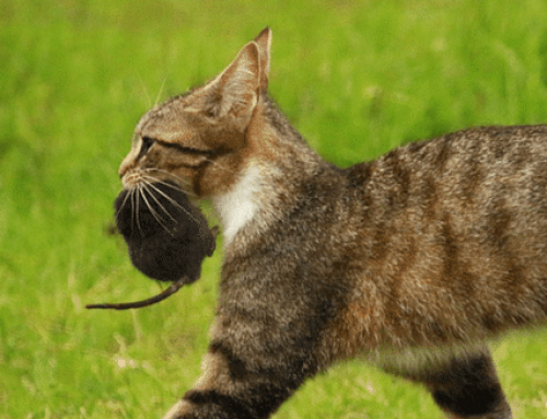 Comment se débarrasser d’un rat ?