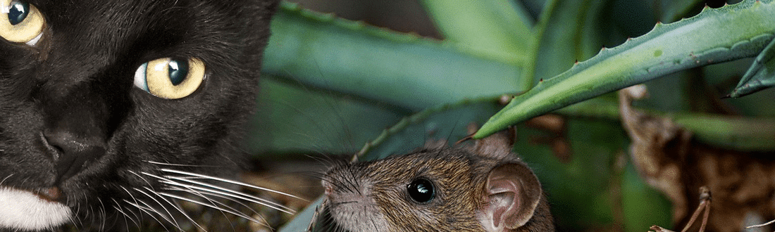 Comment se débarrasser des souris ? Le Guide | Algo3D