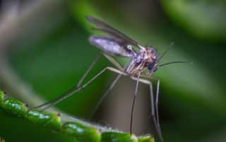 Algo3d -désinsectisation des moustiques