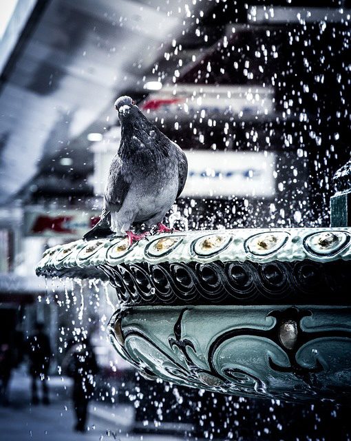 Lute contre l'invasion des pigeons en ville