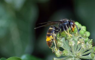 désinsectisation lutte contre les nuisibles détection punaises de lit algo3d élimination des cafards