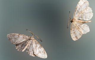 traitement préventif cafards blattes désinsectisation lutte contre les nuisibles algo3d