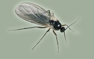 traitement préventif cafards blattes désinsectisation lutte contre les nuisibles algo3d