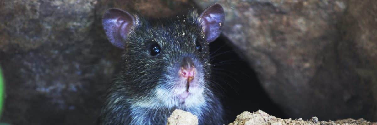Comment détecter les rats ? | Algo3D