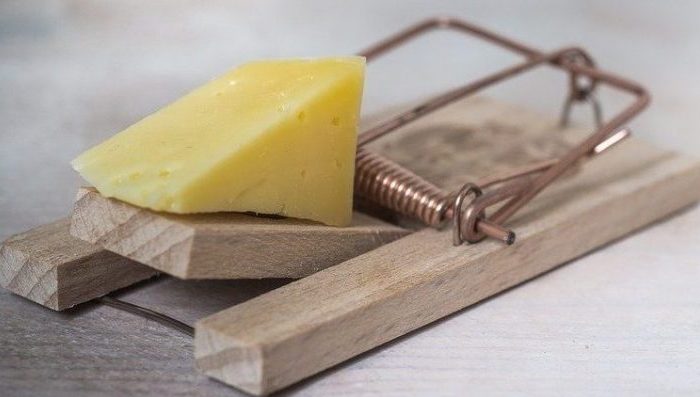 Se débarasser des rats : Quelles sont les solutions ? Tapette ou piège à souris | Algo3D
