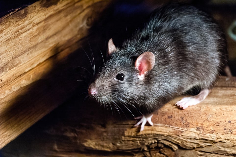 Service professionnel de dératisation ; extermination de rat à Le Perreux sur Marne | ALGO3D