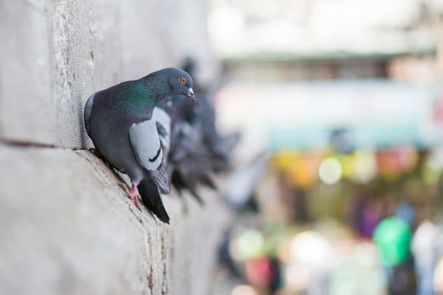 Infestation de pigeons sur les monuments