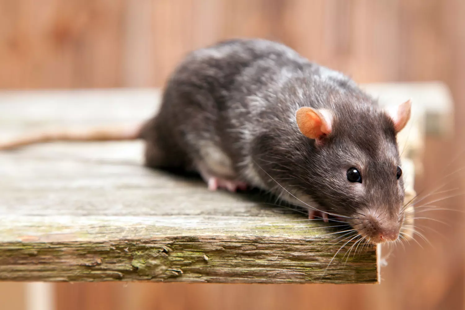 Entreprise d'extermination de rat à Valenton | ALGO3D