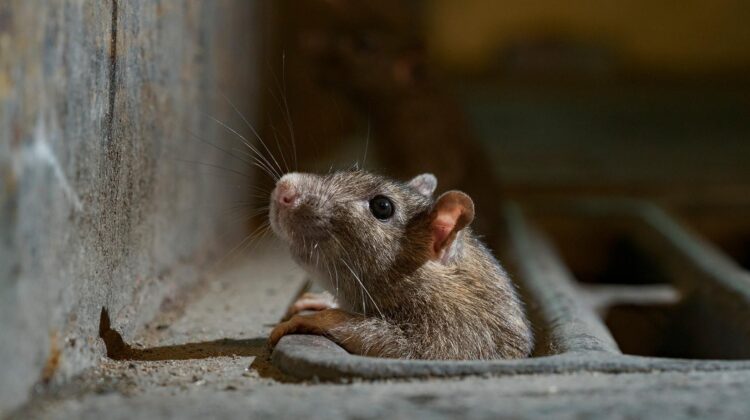 Comment faire sortir un rat de sa cachette ? Nos 8 Astuces d'expert en dératisation | ALGO3D