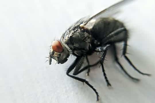Infestation de mouches et d'insectes