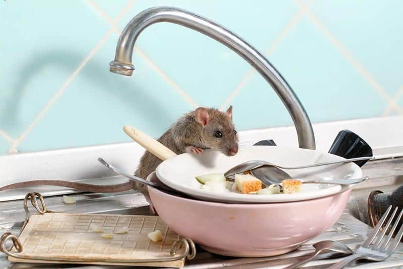 Infestation de souris dans une cuisine 
