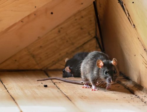 Comprendre les raisons de l’infestation de rats à la maison