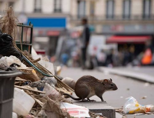 Combien de rats à Paris ?