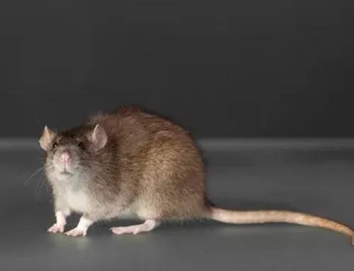 Les dégâts cachés : comprendre les ravages potentiels causés par les rats