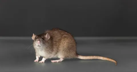 Dégâts des rats : quels sont-ils ? ALGO3D vous explique