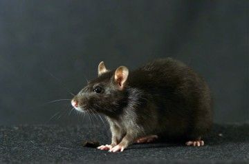 Les signes d'une infestation de rats , câbles rongés par les rats