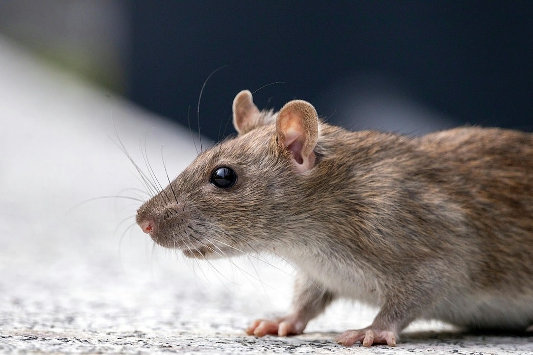 rat Dératisation dans le val de Marne 94 par ALgo 3D Pest Control, votre expert en dératisation , intervient pour les rats mais aussi les souris et autres rongeurs nuisibles