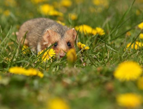 Le rat des champs : Tout savoir sur ce rongeur et comment s&rsquo;en protéger