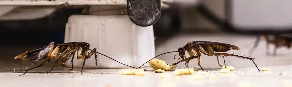 Désinsectisation des cafards Paris 75 94