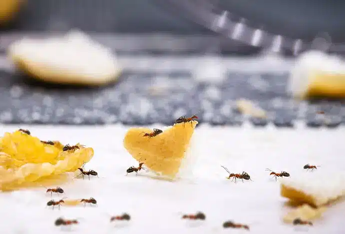 infestation-fourmis-algo3dpest-control infestation-fourmis-algo3dpest-control